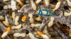 Termite Control Canberra