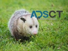 Possum Removal Cost Hobart