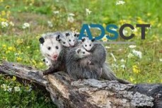 Possum Removal Cost Hobart