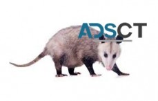 Possum Removal Cost Hobart