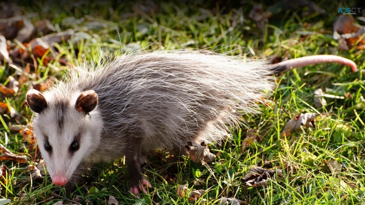 Possum Control Hobart