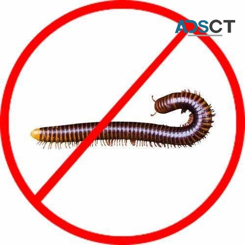 Millipedes Control Hobart