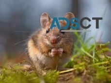 Mice Exterminator Melbourne