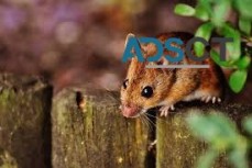 Mice Exterminator Melbourne