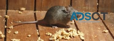 Mice Exterminator Melbourne