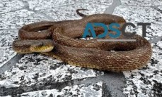 Snake Removal Sydney