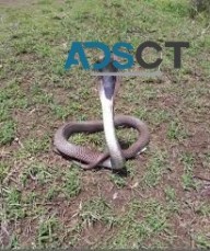 Snake Removal Sydney