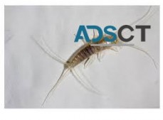 Silverfish Control Service Sydney