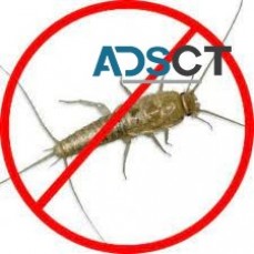 Silverfish Control Service Sydney