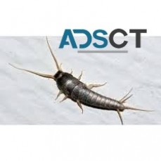 Silverfish Control Service Sydney