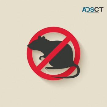 CBD Rodent Control Melbourne