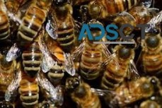 Bee Pest Control Hobart