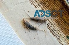 Silverfish Extermination Hobart