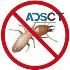 Termite Inspections Adelaide