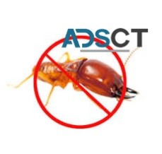 Termite Inspections Adelaide