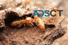 Termite Inspections Adelaide