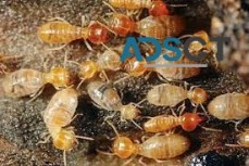 Termite Inspections Adelaide