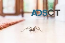 Spider Extermination Adelaide