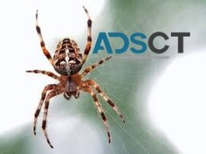 Spider Extermination Adelaide