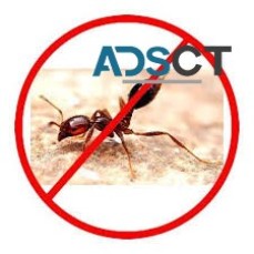 Ant Removal Canberra