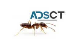 Ant Removal Canberra