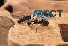 Ant Removal Canberra