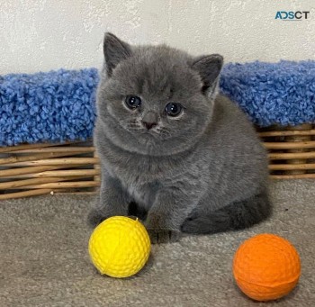 British Shorthair kittens