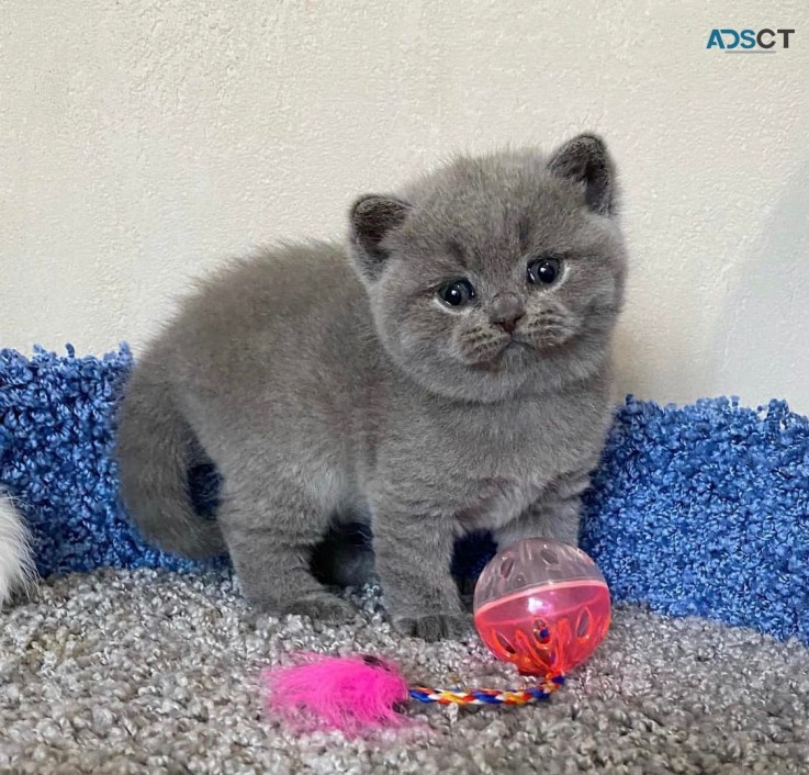 British Shorthair kittens