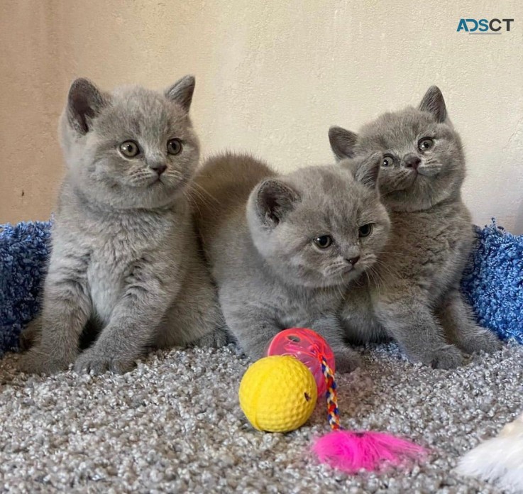 British Shorthair kittens