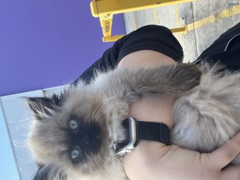 Ragdoll Kitten