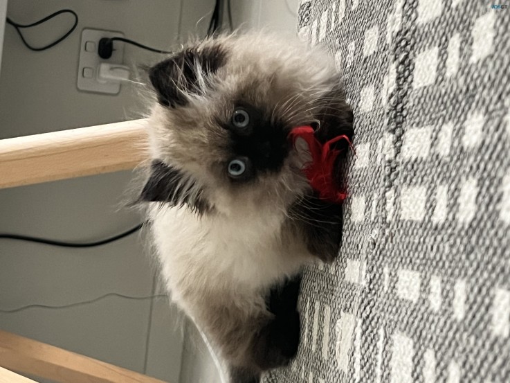 Ragdoll Kitten