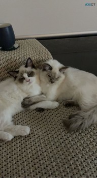 Pedigree Ragdolls (upcoming litter)