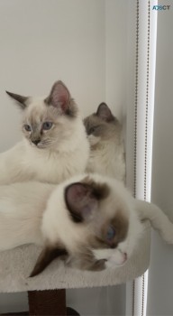 Pedigree Ragdolls (upcoming litter)