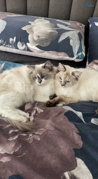 Pedigree Ragdolls (upcoming litter)