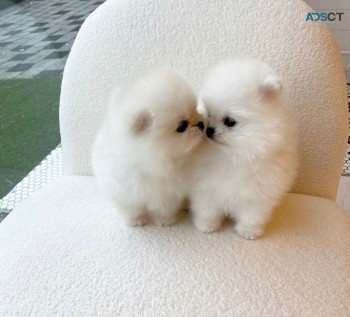 Small size Pomeranian