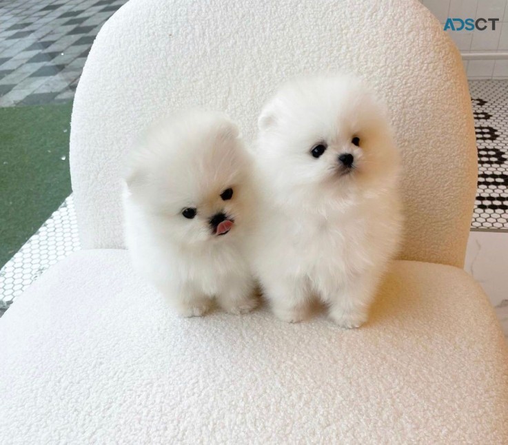 Small size Pomeranian