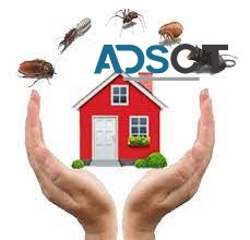 Pest Removal Adelaide