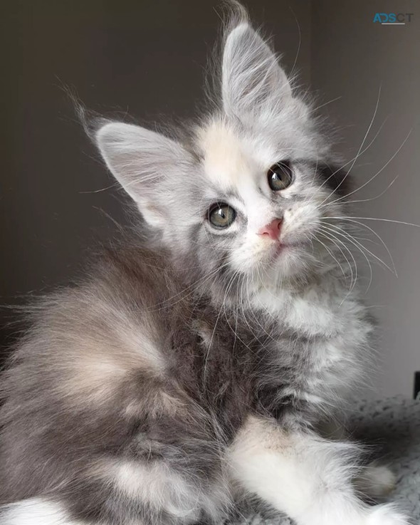 Mainecoon Kittens For Sale