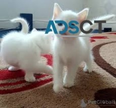 Short Legged Munchkin Kittens