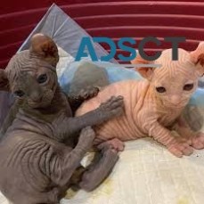 Sphynx Kittens Available For Sale