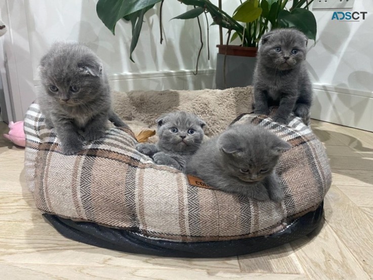 Scottish Fold Kittens for sale