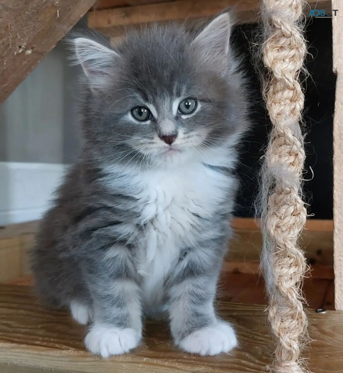 Mainecoon Kittens For Sale