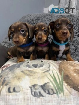 Miniature Dachshunds