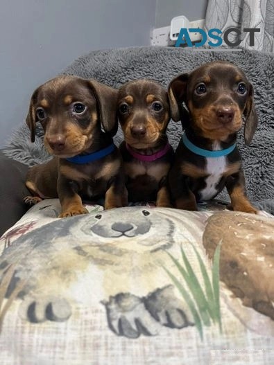 Miniature Dachshunds