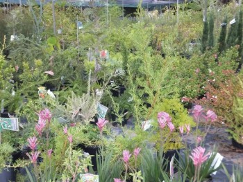 Rapleys Nursery & Landscape Supplies