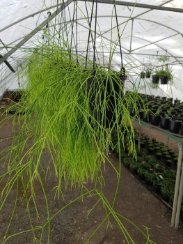 Cabbage Tree Nursery