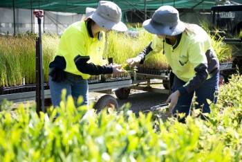 Andreasens Green Wholesale Nurseries