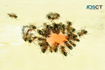 Ant Pest Control Melbourne