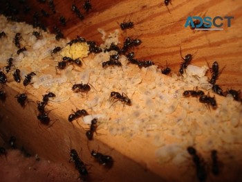 Ant Pest Control Melbourne