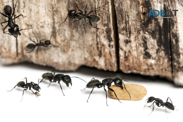 Ant Pest Control Melbourne